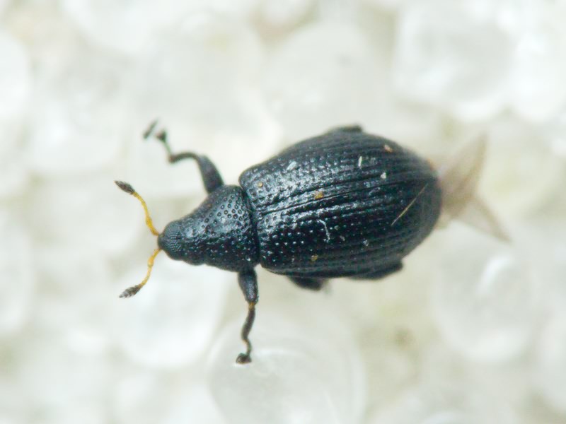 Rhamphus pulicarius (Herbst, 1795)